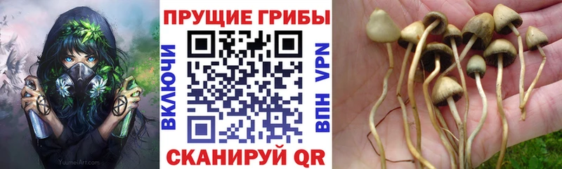 сколько стоит  blacksprut tor  Галлюциногенные грибы Psilocybine cubensis  Сухиничи 